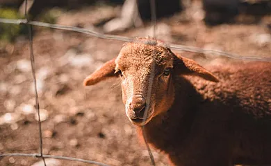Sa Pedrissa en Deya (Baleares) - Foto 2