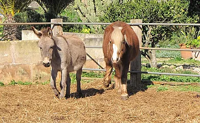 Sant Blai en Campos (Baleares) - Foto 5