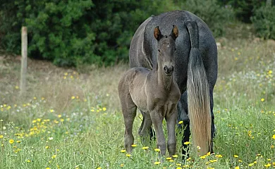 Finca Son Sama en Llucmajor (Baleares) - Foto 2