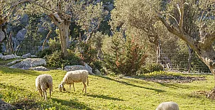 Muleta de Ca S´Hereu 004