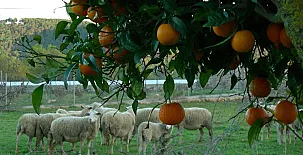 Vinya D´en Palerm 004