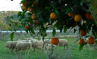 Vinya D´en Palerm en Sant Miquel de Balasant (Baleares) - Foto 4