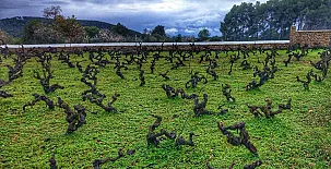 Vinya D´en Palerm 005