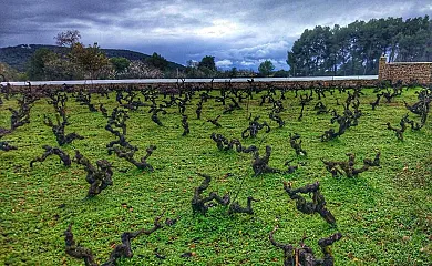 Vinya D´en Palerm en Sant Miquel de Balasant (Baleares) - Foto 5