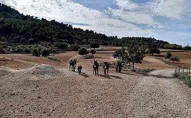 Sa Plana en Estellencs (Baleares) - Foto 5