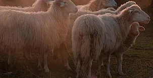 Son Rosas Casa Rural 003