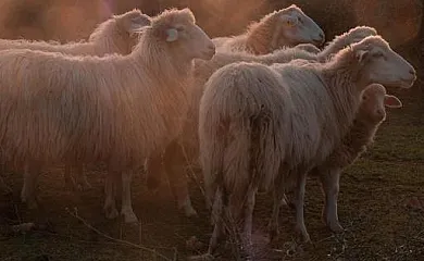 Son Rosas Casa Rural en Ciutadella de Menorca (Baleares) - Foto 3