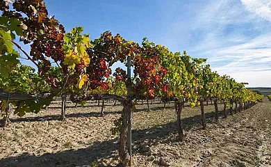 Masia Olivera en Sant Sadurní D´Anoia (Barcelona) - Foto 4