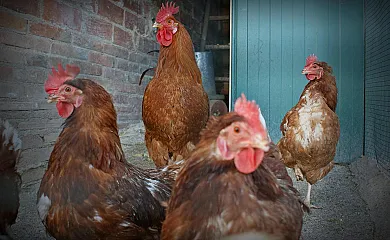 Cal Borrasca en La Torre D´orista (Barcelona) - Foto 2