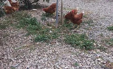 L´Abadal en Avinyo (Barcelona) - Foto 3