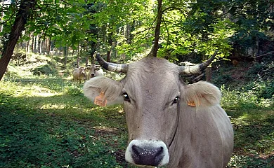 Cal Peu Curt en Casserres (Barcelona) - Foto 4