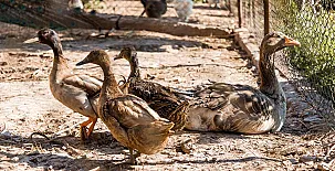 Els Plans de Cornet 003