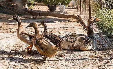 Els Plans de Cornet en Sallent (Barcelona) - Foto 3