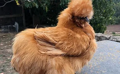 Mas El Soler de Terrades en Moià (Barcelona) - Foto 3