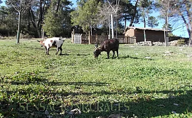 Apartamentos Rurales Las Maravillas en Beas de Segura (Jaén) - Foto 1