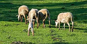 La Cabanya del Vilar 004