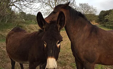 Puig-Oriol en Lluça (Barcelona) - Foto 5