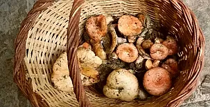 Mas El Francàs Vell 004