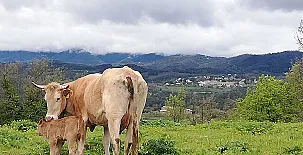 Mas El Francàs Vell 002