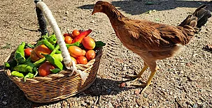 Masía Can Felip 003