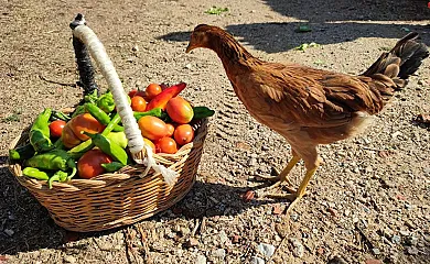 Masía Can Felip en Llinars Del Vallès (Barcelona) - Foto 3