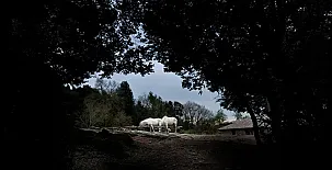 El Bosc del Quer 003