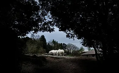 El Bosc del Quer en Sant Julià de Vilatorta (Barcelona) - Foto 3