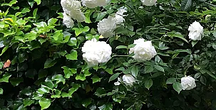 El Barranco del Lobo 0047