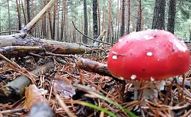 Casa Rural Rosalía en Cogolludo (Guadalajara) - Foto 16