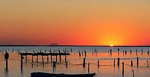 Lo Claustre del Delta y Alojamiento El Fangar 0091