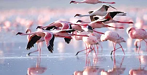 Lo Claustre del Delta y Alojamiento El Fangar 0073