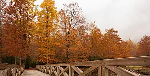 O Chardinet d`a Formiga 0044