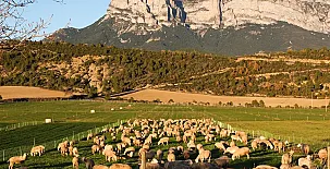 O Chardinet d`a Formiga 0047