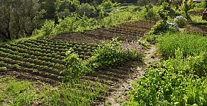 O Chardinet d`a Formiga 0048