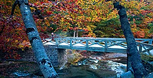 O Chardinet d`a Formiga 0049