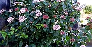 Casas-Apartamentos Rurales El Prado 0019