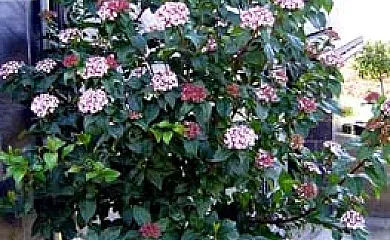 Casas-Apartamentos Rurales El Prado en Pinofranqueado (Cáceres) - Foto 19