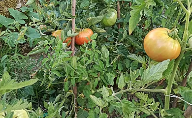 Casa Rural Ttipiaenea Landetxea en Ariz (Navarra) - Foto 12