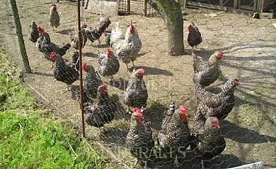 Posada Sierra de Ibio en Sierra de Ibio (Cantabria) - Foto 6