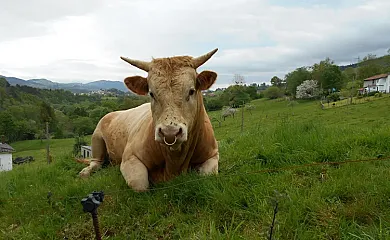 Vivienda Vacacional La Llera en Nava (Asturias) - Foto 10