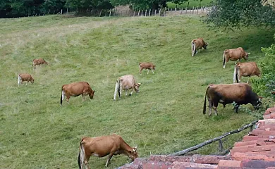 Vivienda Vacacional La Llera en Nava (Asturias) - Foto 11