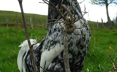 Vivienda Vacacional La Llera en Nava (Asturias) - Foto 13