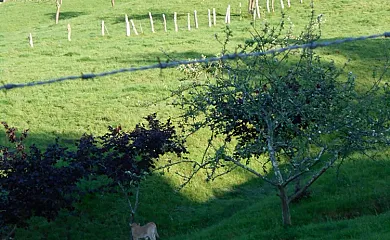Vivienda Vacacional La Llera en Nava (Asturias) - Foto 19