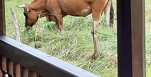 Vivienda Vacacional La Llera 003