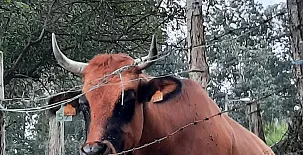 Vivienda Vacacional La Llera 0038