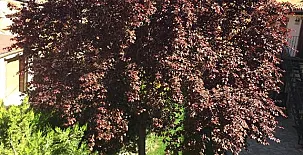 Casa del Agüelo 0011