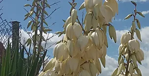 Masía Els Vilás 0028