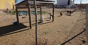 Finca La Caprichosa de Dancos 0054