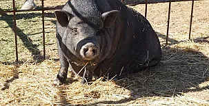 Finca La Caprichosa de Dancos 0055