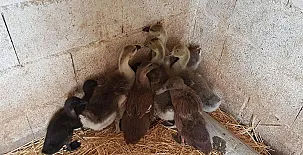 Finca La Caprichosa de Dancos 0064